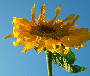 Kwiat, Słonecznik, Przyroda