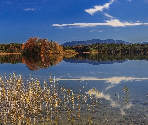 Jesień, Niemcy, Trzciny, Las, Jezioro