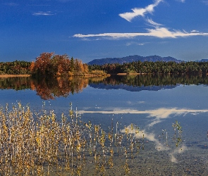 Jezioro, Niemcy, Las, Trzciny, Jesień