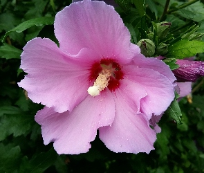 Hibiskus, Różowy
