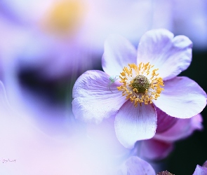 Zawilec Japoński, Kwiat, Fioletowy