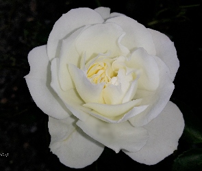 Kwiat, Róża, Biała