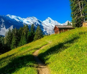 Alpy Berneńskie, Góry, Szwajcaria, Dom, Las, Ścieżka, Wengen