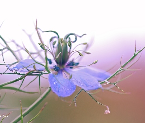 Czarnuszka, Kwiat, Niebieski