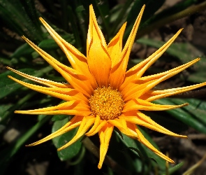 Kwiat, Gazania, Przyroda