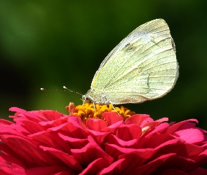 Cynia, Kwiat, Motyl, Bielinek