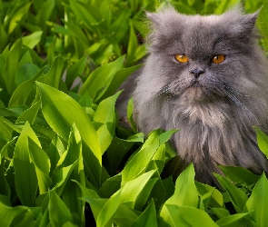 Kot, Rośliny, Szary