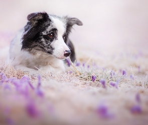 Border Collie, Kwiaty, Pies