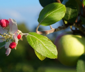 Liście, Jabłoń, Owocowe, Drzewo, Kwiat