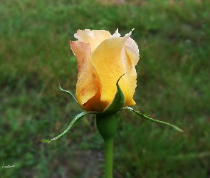 Kwiat, Pączek, Róża, Żółta