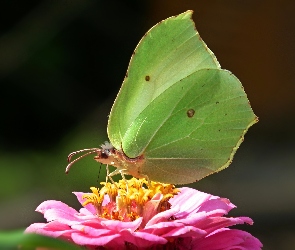 Motyl, Cynia, Kwiat, Cytrynek