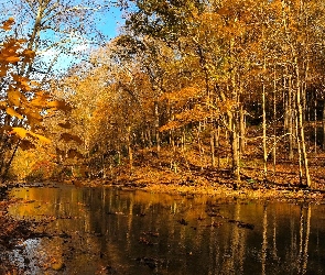 Las, Rzeczka, Jesień