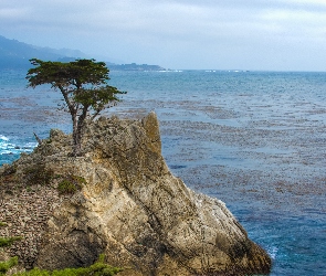 Pebble Beach, Morze, Atrakcja Lone Cypress, Cyprys wielkoszyszkowy, Morze, Stany Zjednoczone, Kalifornia, Skała, Zatoka Monterey