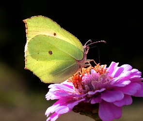 Cynia, Kwiat, Motyl, Cytrynek