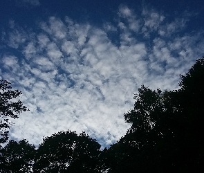 Chmury, Drzewa, Niebo