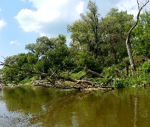 Rzeka, Drzewa, Brzeg