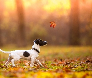 Jesień, Jack Russell terrier, Liść, Pies, Liście