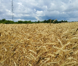 Niebo, Zboża, Pole, Łan