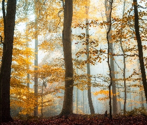 Las, Mgła, Jesień