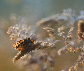 Makro, Tło, Trawy, Źdźbło, Motyl, Rozmyte