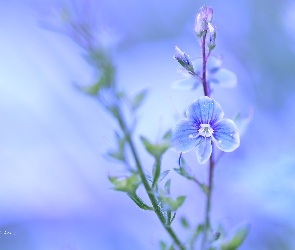 Przetacznik, Kwiat, Niebieski