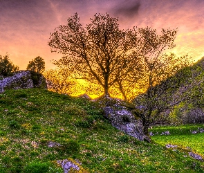 Zachód Słońca, Łąka, Góry, Las