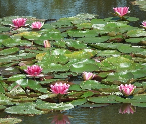 Przyroda, Lilie wodne, Kwiaty