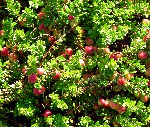 Warzywa i owoce, Żurawina, Przyroda