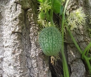 Owoc, Kora, Kolczasty