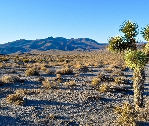 Rośliny, Kalifornia, Park Narodowy Joshua Tree, Góry, Kępy, Drzewo, Traw, Stany Zjednoczone