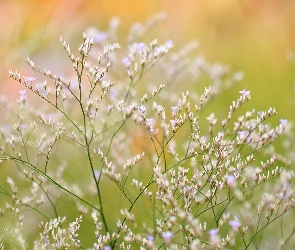 Kwiaty, Rośliny, Fioletowe