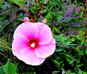 Różowy, Hibiskus