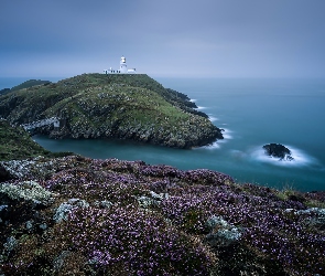 Brytania, Narodowy, Morska, Pembrokeshire Coast, Park, Latarnia, Walia, Wrzosy, Wielka, Wybrzeże