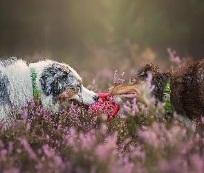 Wrzos, Border Collie, Psy