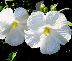 Ogród, Lato, Biały, Hibiskus, Pąki, Liście