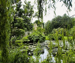 Roślinność, Drzewa, Staw, Park