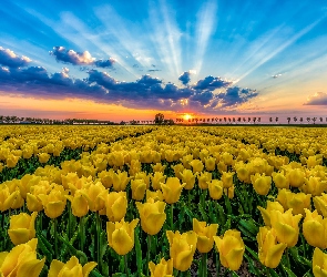 Żółte, Promienie słońca, Pole, Tulipany