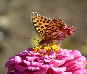 Cynia, Latonia, Motyl, Dostojka