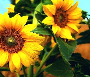 Żółte, Słonecznik, Kwiaty
