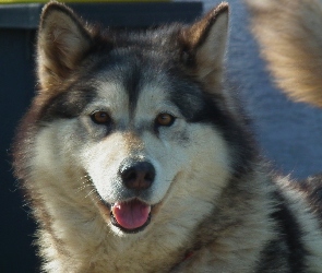 Alaskan Malamute, Pies