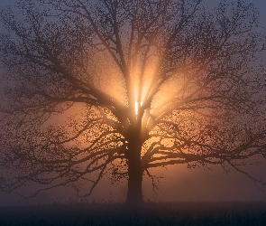 Drzewo, Zachód, Mgła, Przebijające, Światło, Słońca