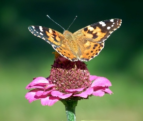 Osetnik, Rusałka, Piękny, Motyl
