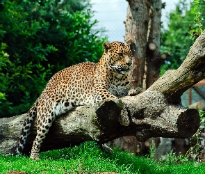 Jaguar, Trawa, Kłody