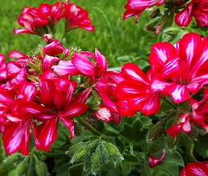 Pelargonie, Czerwone