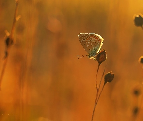 Modraszek, Rośliny, Motyl