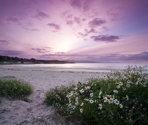 Morze, Rumianki, Plaża