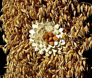 Pestki, Owies, Dekoracja, Dożynki