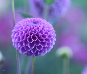 Dalia, Kwiat, Fioletowa