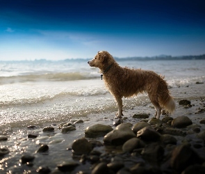 Morze, Kamienie, Oczekiwanie, Pies, Świt, Fale