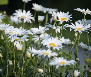 Kwiaty, Margerytki